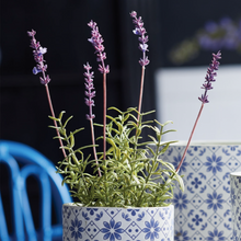 Load image into Gallery viewer, French Potted Lavender