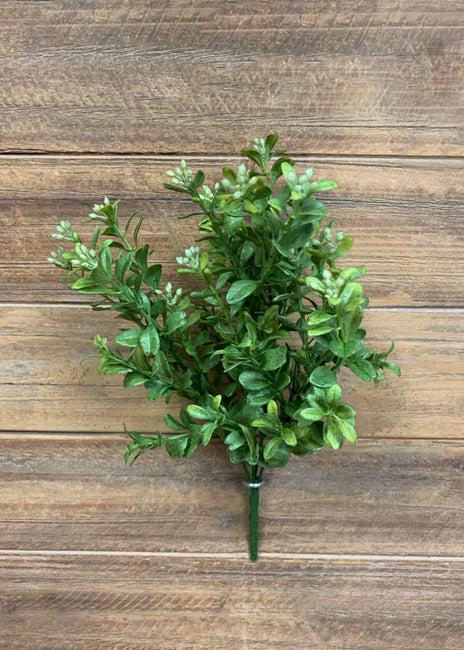 Boxwood Bush