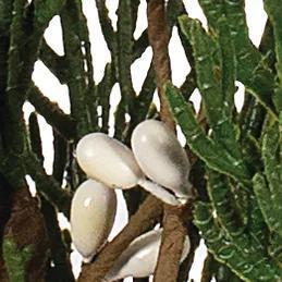 Cedar Spray with Ivory Pip Berries