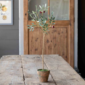 Potted Olive Topiary